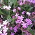 Saponaria (mydlnica lekarska) bazyliowy pył księżycowy: sadzenie i pielęgnacja, zdjęcie